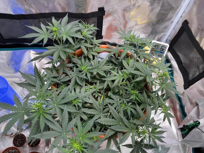 Auto SFV OG 2026. Week 6