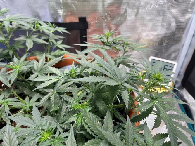 Auto SFV OG 2026. Week 6