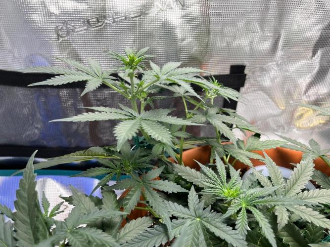 Auto SFV OG 2026. Week 6