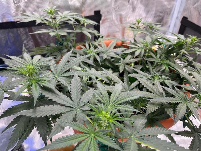 Auto SFV OG 2026. Week 6