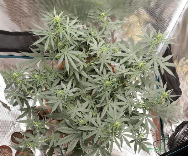 Auto SFV OG 2026. Week 7
