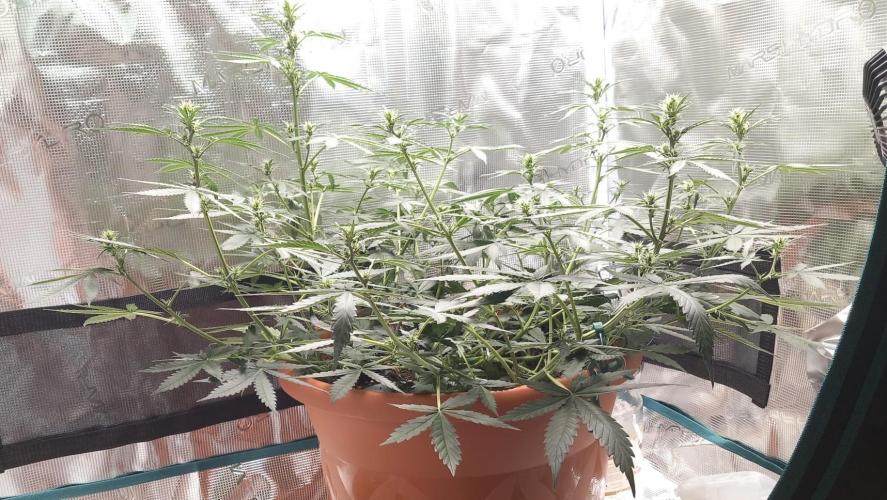 Auto SFV OG 2026. Week 7