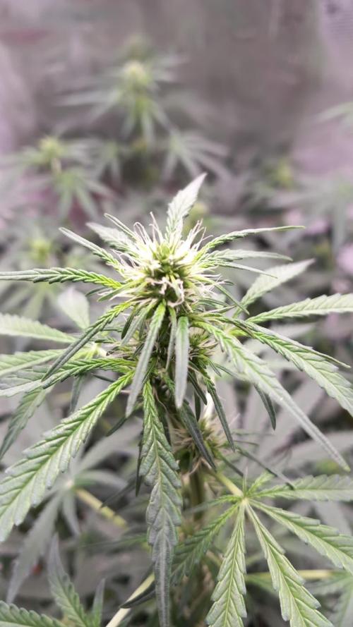 Auto SFV OG 2026. Week 8