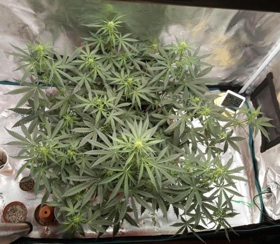 Auto SFV OG 2026. Week 8