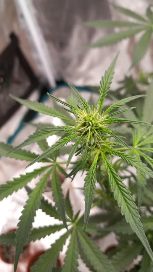 Auto SFV OG 2026. Week 8