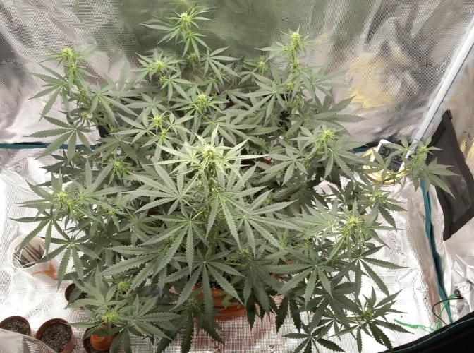 Auto SFV OG 2026. Week 8