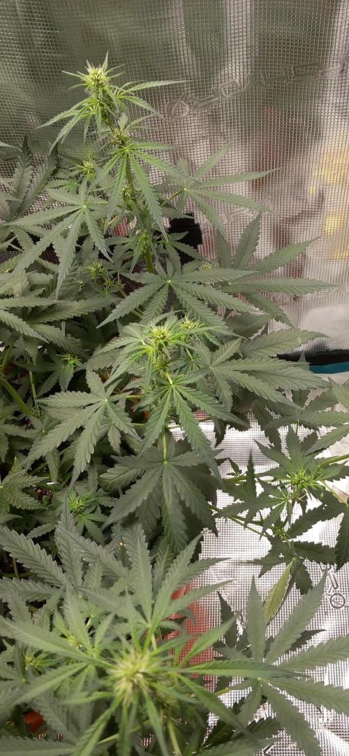 Auto SFV OG 2026. Week 8
