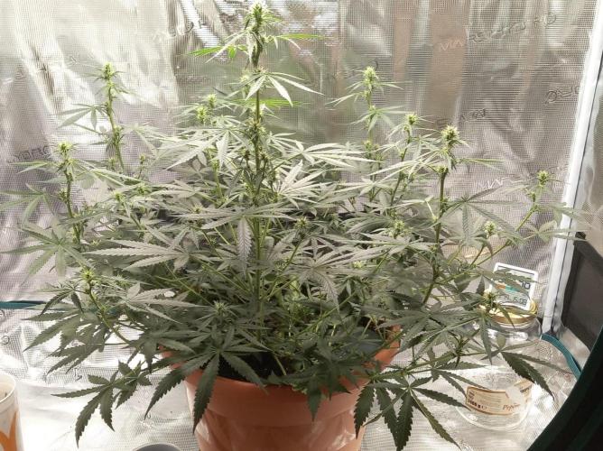 Auto SFV OG 2026. Week 8
