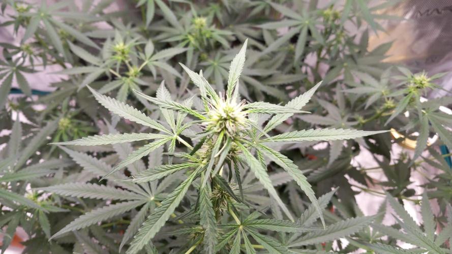 Auto SFV OG 2026. Week 8