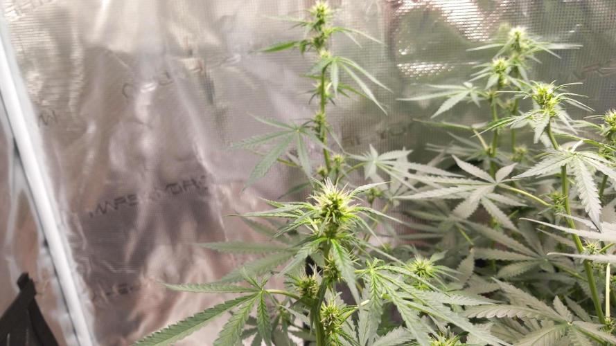 Auto SFV OG 2026. Week 8
