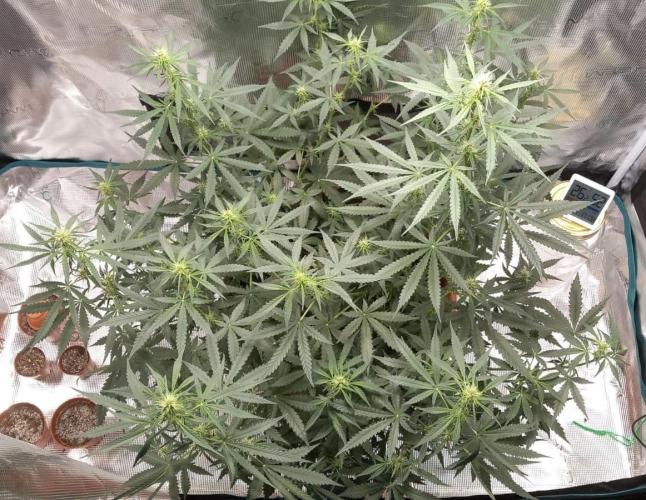 Auto SFV OG 2026. Week 8