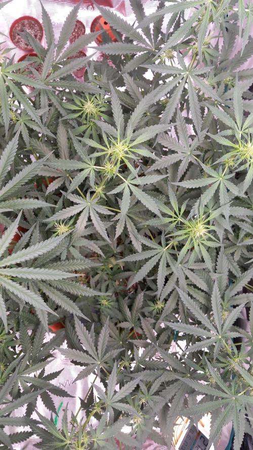 Auto SFV OG 2026. Week 8