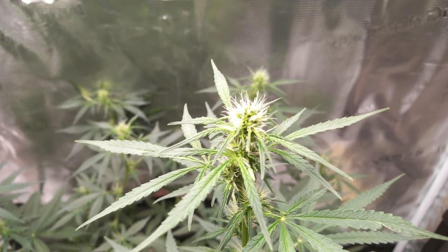 Auto SFV OG 2026. Week 8