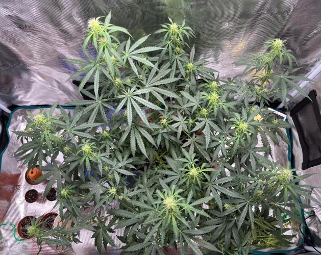 Auto SFV OG 2026. Week 8