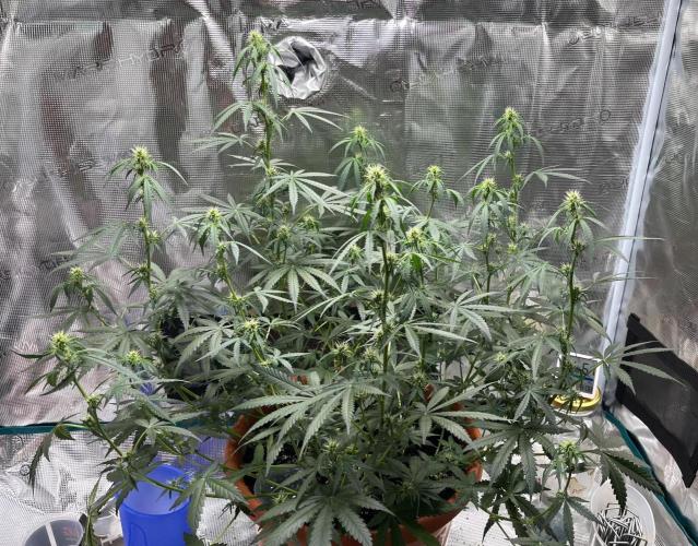 Auto SFV OG 2026. Week 8