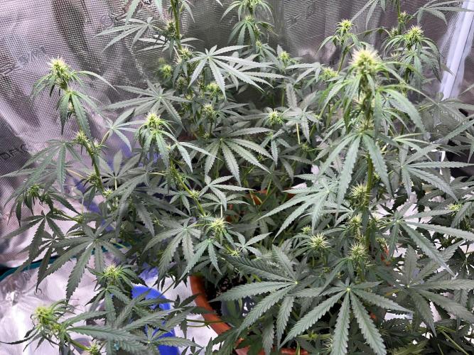 Auto SFV OG 2026. Week 8