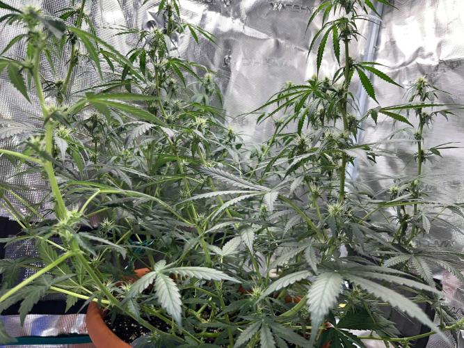 Auto SFV OG 2026. Week 8