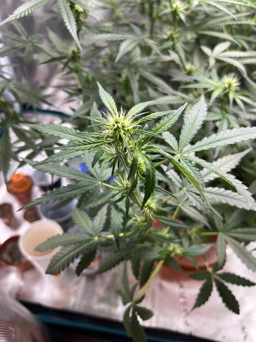 Auto SFV OG 2026. Week 8