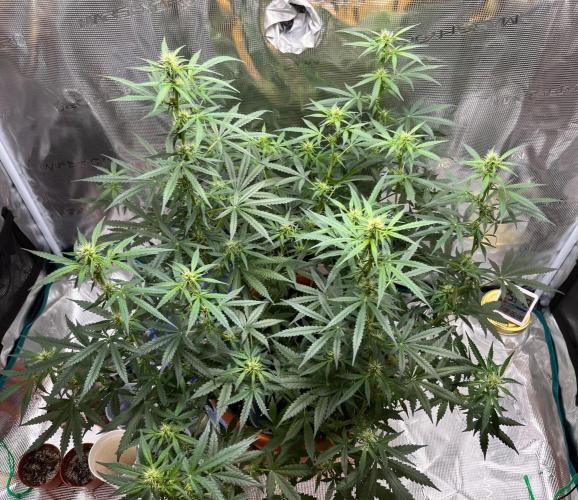 Auto SFV OG 2026. Week 8