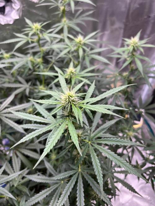 Auto SFV OG 2026. Week 8