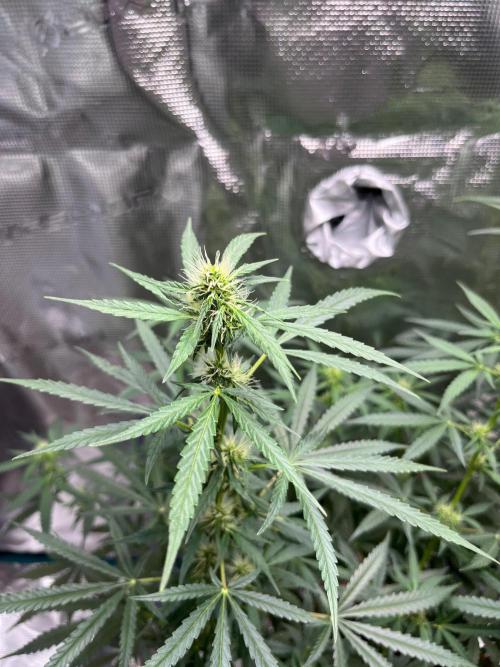 Auto SFV OG 2026. Week 8