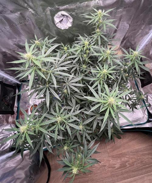 Auto SFV OG 2026. Week 8