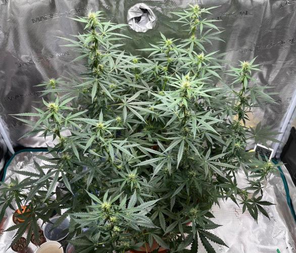 Auto SFV OG 2026. Week 9