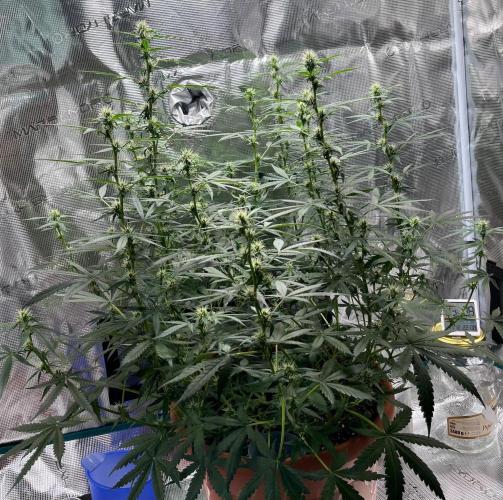 Auto SFV OG 2026. Week 9