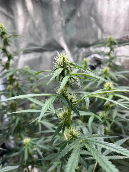 Auto SFV OG 2026. Week 9
