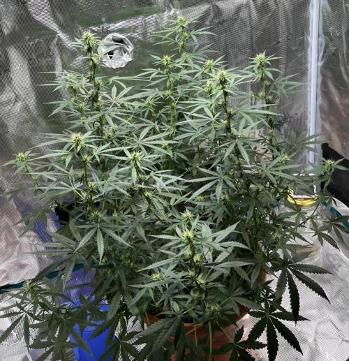Auto SFV OG 2026. Week 9