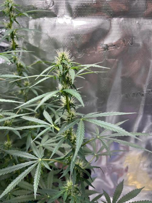 Auto SFV OG 2026. Week 9