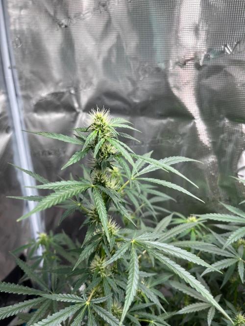 Auto SFV OG 2026. Week 9