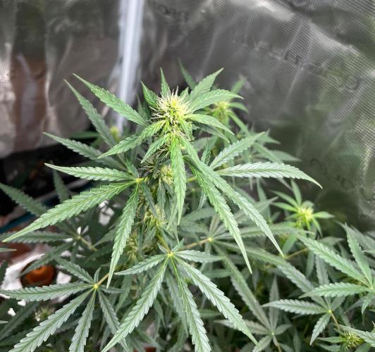 Auto SFV OG 2026. Week 9