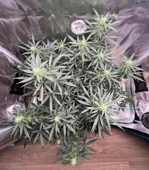 Auto SFV OG 2026. Week 9