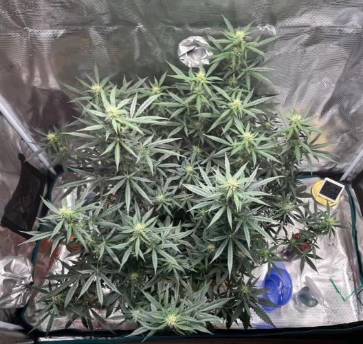 Auto SFV OG 2026. Week 9