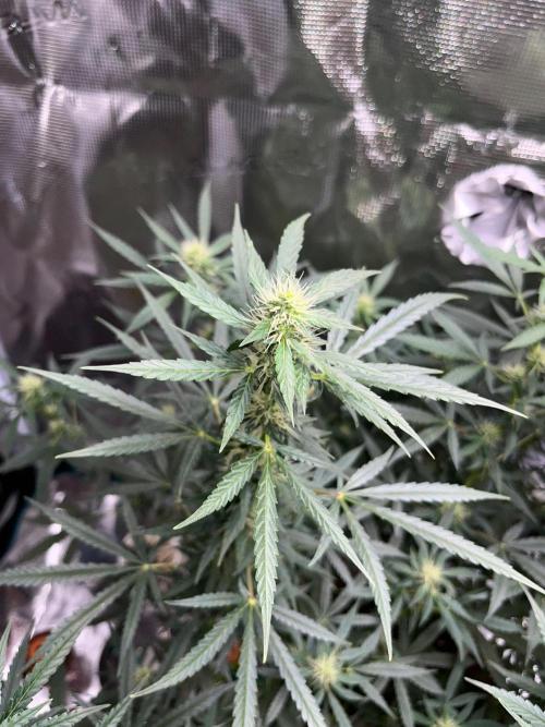 Auto SFV OG 2026. Week 9