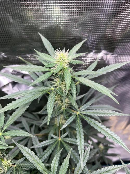 Auto SFV OG 2026. Week 9