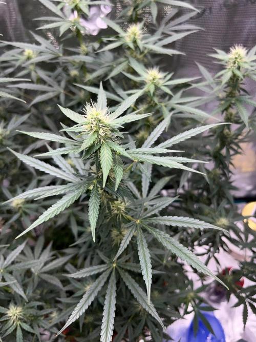 Auto SFV OG 2026. Week 9