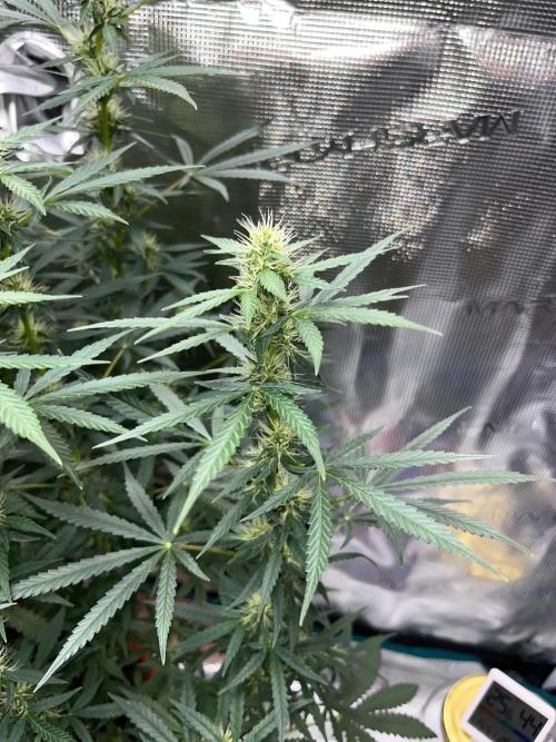 Auto SFV OG 2026. Week 9