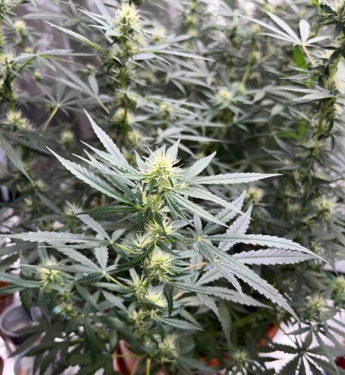 Auto SFV OG. Week 9