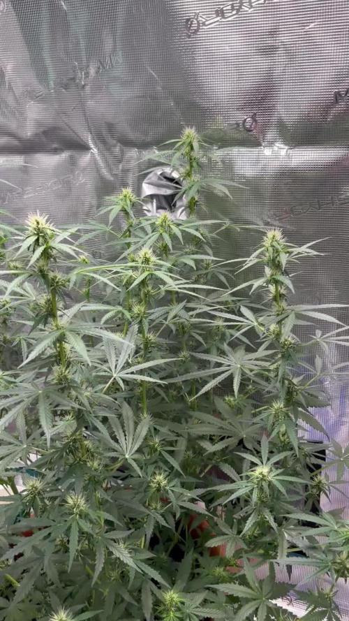 Auto SFV OG 2026