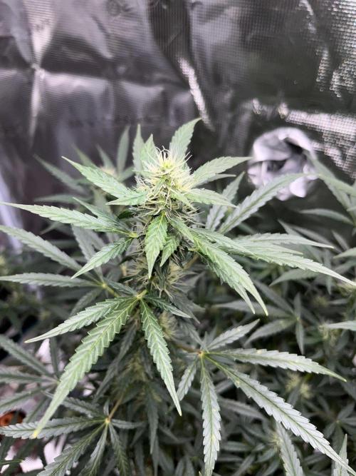 Auto SFV OG 2026. Week 10