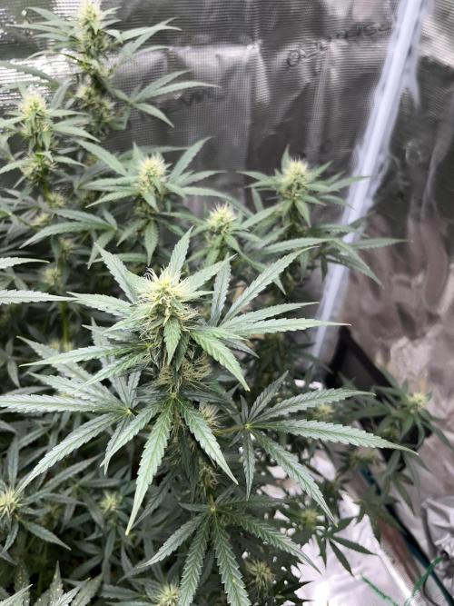 Auto SFV OG 2026. Week 10
