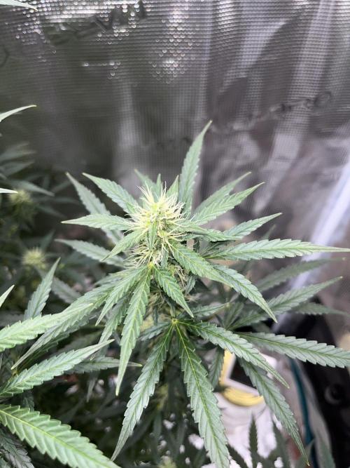 Auto SFV OG 2026. Week 10