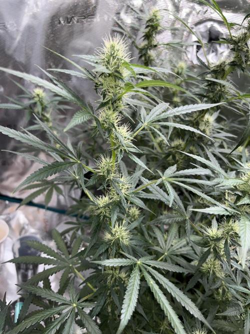 Auto SFV OG 2026. Week 10