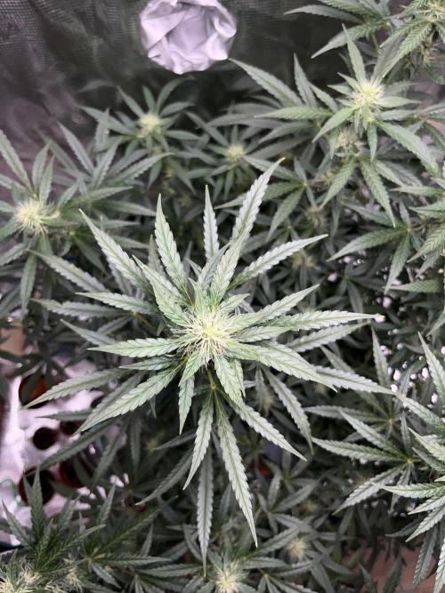 Auto SFV OG 2026. Week 10