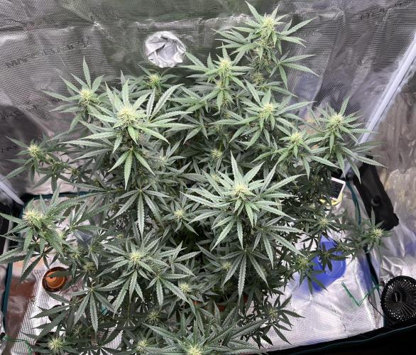 Auto SFV OG 2026. Week 10