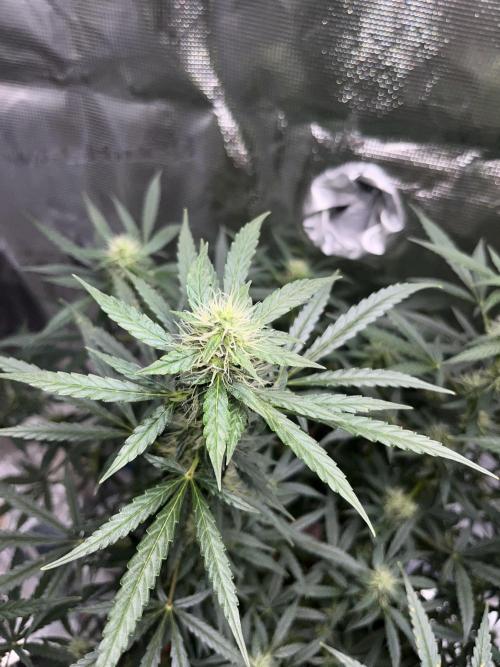 Auto SFV OG 2026. Week 10