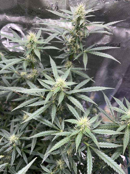 Auto SFV OG 2026. Week 10
