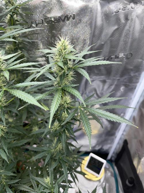 Auto SFV OG 2026. Week 10